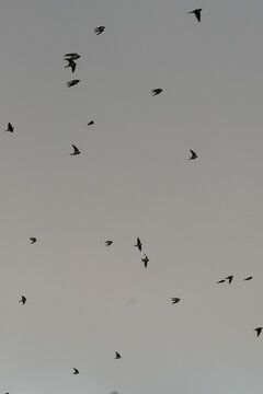 Flock of wild swallows flying high in the grey overcast sky