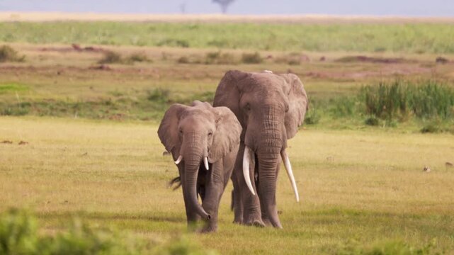 African elephants walking across the open plains of Amboseli National Park, Kenya, surrounded by the characteristic landscape of East African savanna.