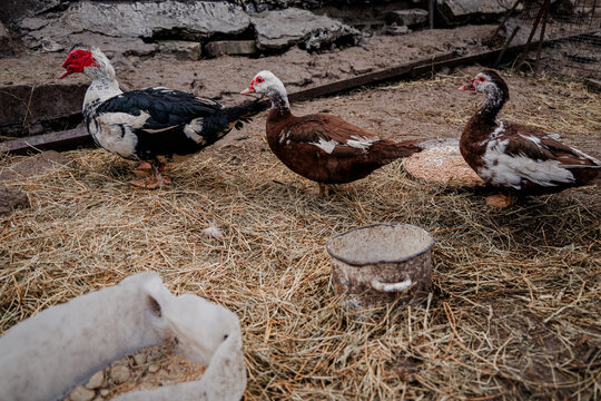 Ducks foraging in a barnyard setting