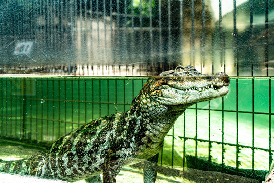 Caiman Crocodile Floating at Water Surface Showing Teeth