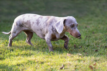 Dachshund läuft über die Wiese © Heidi Bollich