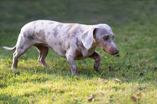 Dachshund l&auml;uft &uuml;ber die Wiese