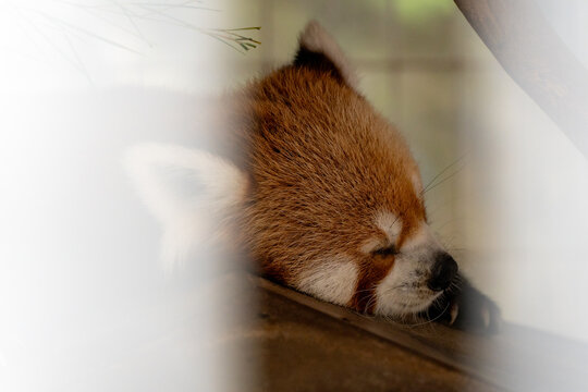Red Panda Sleeping Peacefully in Soft Light