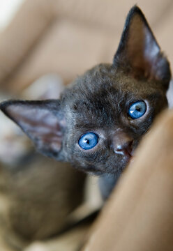 Portr&auml;t eines schwarzen Devon Rex K&auml;tzchen