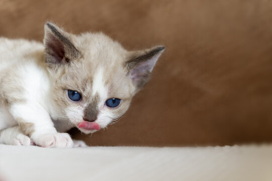 Portr&auml;t eines Devon Rex K&auml;tzchen