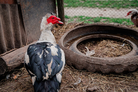 A Muscovy duck is in a barnyard near a tire