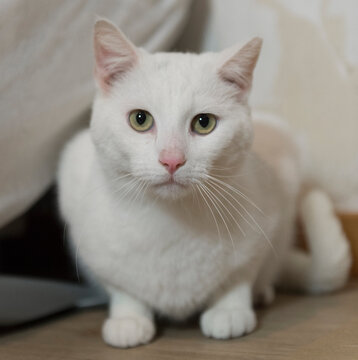 Portr&auml;t einer wei&szlig;en Europ&auml;isch Kurzhaar Katze