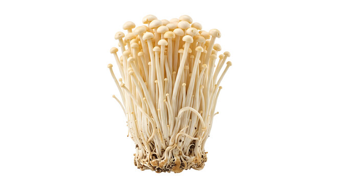 Fresh enoki mushroom cluster isolated on transparent background for healthy food and cooking ingredient design