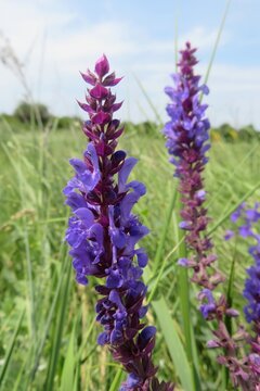 Salvia flowers in the field