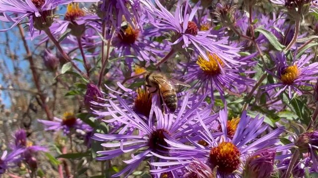 Bumblebee and honey bee in New England aster flower