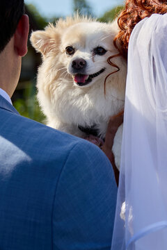 Cute fluffy dog looking over the shoulder of a bride and groom during a wedding. Portrait of a small white pet companion attending a wedding ceremony outdoors on a sunny day.