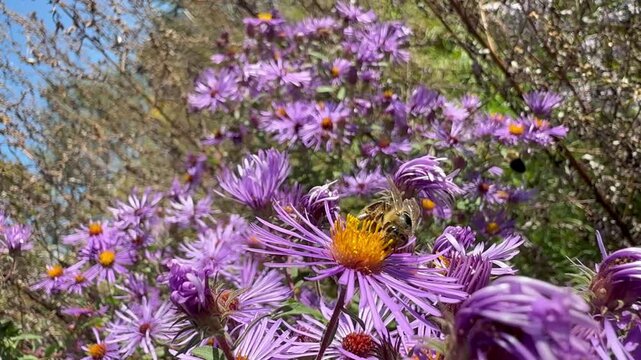 Bumblebee and honey bee in New England aster flower
