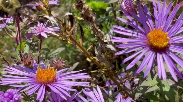 Bumblebee and honey bee in New England aster flower