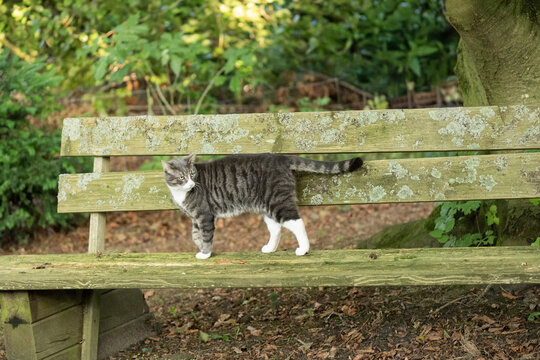 Europ&auml;isch Kurzhaar Kater auf einer Bank