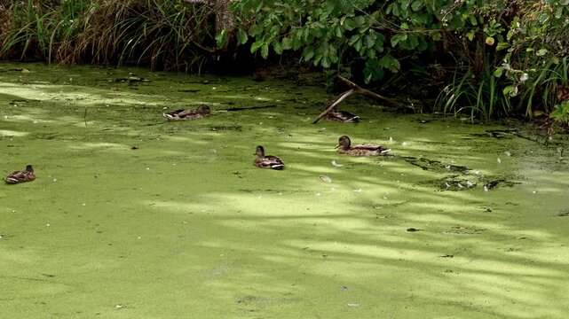 Horizontal medium wide shot of mallard ducks in a green duckweed pond, with one duck shaking its tail while standing in shallow water before swimming away.