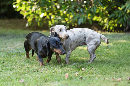 Zwei Dackel zusammen im Garten