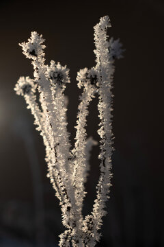 Close up of delicate hoarfrost crystals on branches in warm winter light