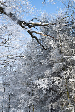 Winter forest with tree branches heavily covered in fresh snow and hoarfrost