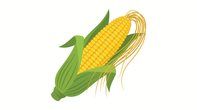 Fresh yellow corn on cob with green husk