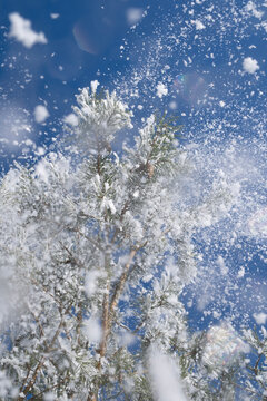 Winter blizzard with heavy falling snow over a frozen pine tree