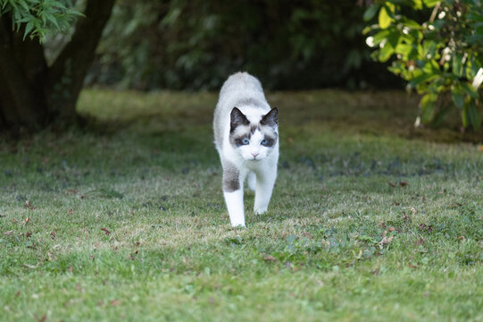 H&uuml;bsche blau&auml;ugige Katze l&auml;uft durch den Garten