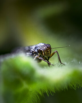 Leafhopper Insect Macro on Hairy Green Leaf