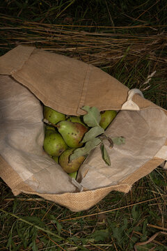 Top view of freshly harvested green pears in a canvas tote bag on the grass
