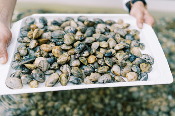 Freshly harvested clams on white tray being held © VolodymyrNadtochii
