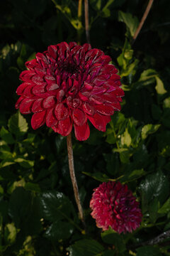 Moody low key close up of a vibrant dark red dahlia flower head
