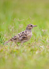 Fototapeta premium An Oriental Skylark (Alauda gulgula) foraging in a natural meadow, searching through the grass for seeds, insects, and other small food items. Its a ground-dwelling bird.