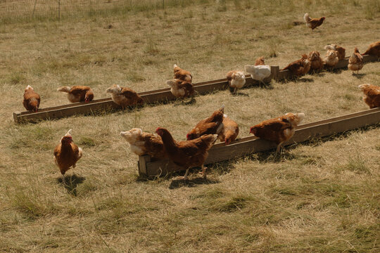 Flock of brown chickens feeding at outdoor troughs on an organic poultry farm