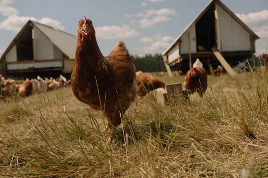 Brown chicken standing in a green grass field with mobile coops background