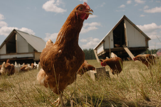 Low angle close up of a brown free range chicken on an organic farm