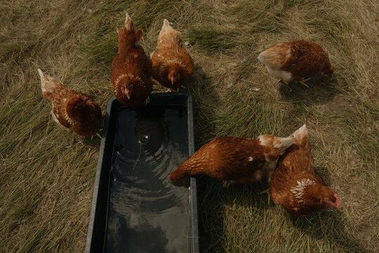 Top view of free range brown hens drinking water from a trough in a pasture