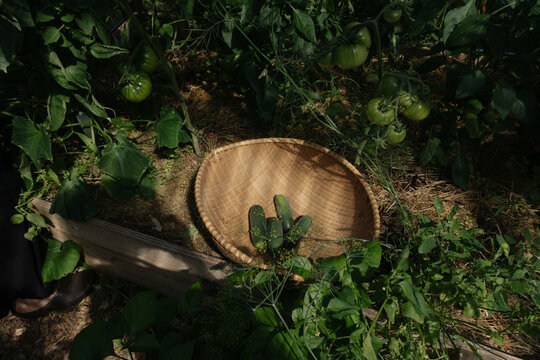 Woven basket with fresh cucumbers placed in a lush green backyard garden