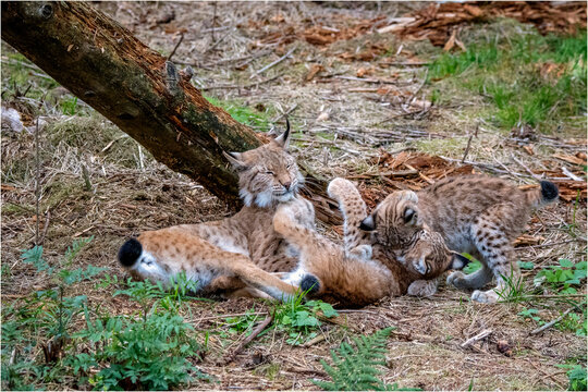 Luchsfamilie