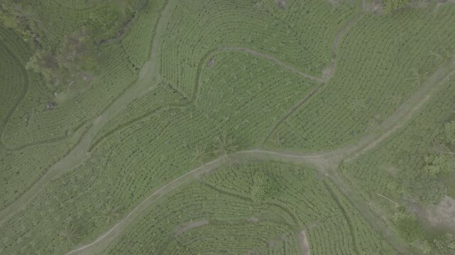 Beautiful aerial view of lush green tea plantations in Sri Lanka, texture, patterns, and agricultural beauty of one of the world leading tea-producing regions. ProRes 422, 10 bit ungraded D-LOG video.