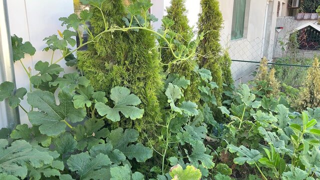 Green squash vines with large leaves grow over conical evergreen shrubs in an outdoor garden area next to a white wall and metal fence