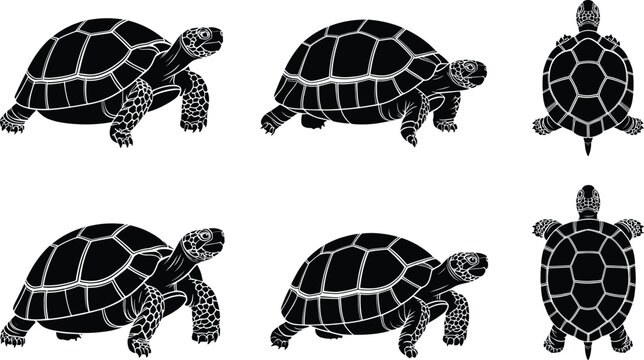 Set of black and white turtle silhouettes, including side profiles and top-down views of tortoises with detailed shell patterns and scaly limbs