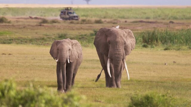 African elephants walking across the open plains of Amboseli National Park, Kenya, surrounded by the characteristic landscape of East African savanna.