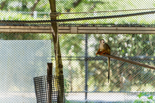 Squirrel Monkey Sitting on Branch in Side Profile