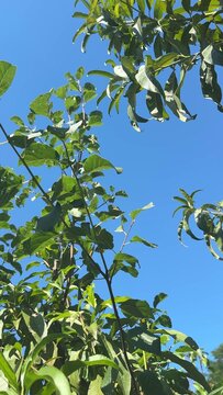 Lush green leaves from tree branches dominate the frame against a bright clear blue sky, showing varying shades of green and sunlight filtering through the foliage
