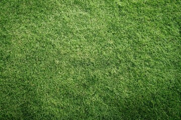 Obraz premium The Grass Field Close-Up Texture for Outdoor Lawn Design in Sunlight