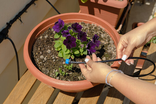 Hands Adjusting Drip Irrigation On Potted Purple Petunia Plant On Sunny Balcony Garden