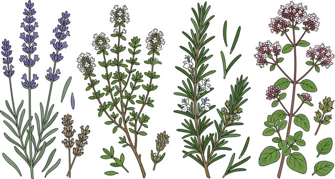 Herbal botanical elements with lavender thyme rosemary oregano for culinary and wellness concepts in a clean vector style