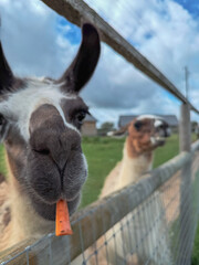Curious Alpaca Portrait at Farm Fence © Victoria