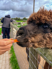 Fototapeta premium Brown Alpaca Eating Carrot From Hand At Farm
