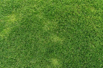 Obraz premium The Grass Closeup: A Vibrant Green Lawn Texture Captured Up Close