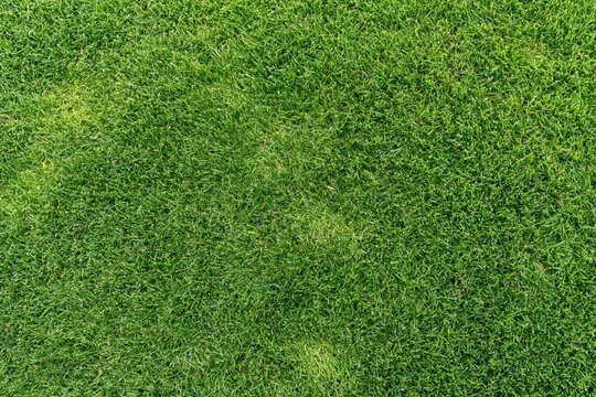 The Grass Closeup: A Vibrant Green Lawn Texture Captured Up Close