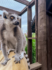 Obraz premium Ring Tailed Lemur at Wildlife Sanctuary